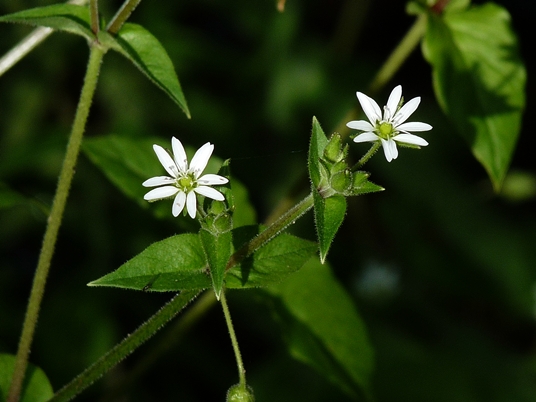 {Stellaria neglecta}
